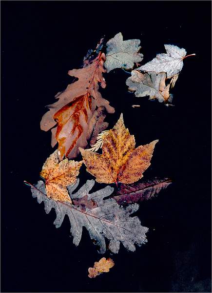 Set3.10 Floating Leaves 1_David Pryke.jpg - Exhibition 2018